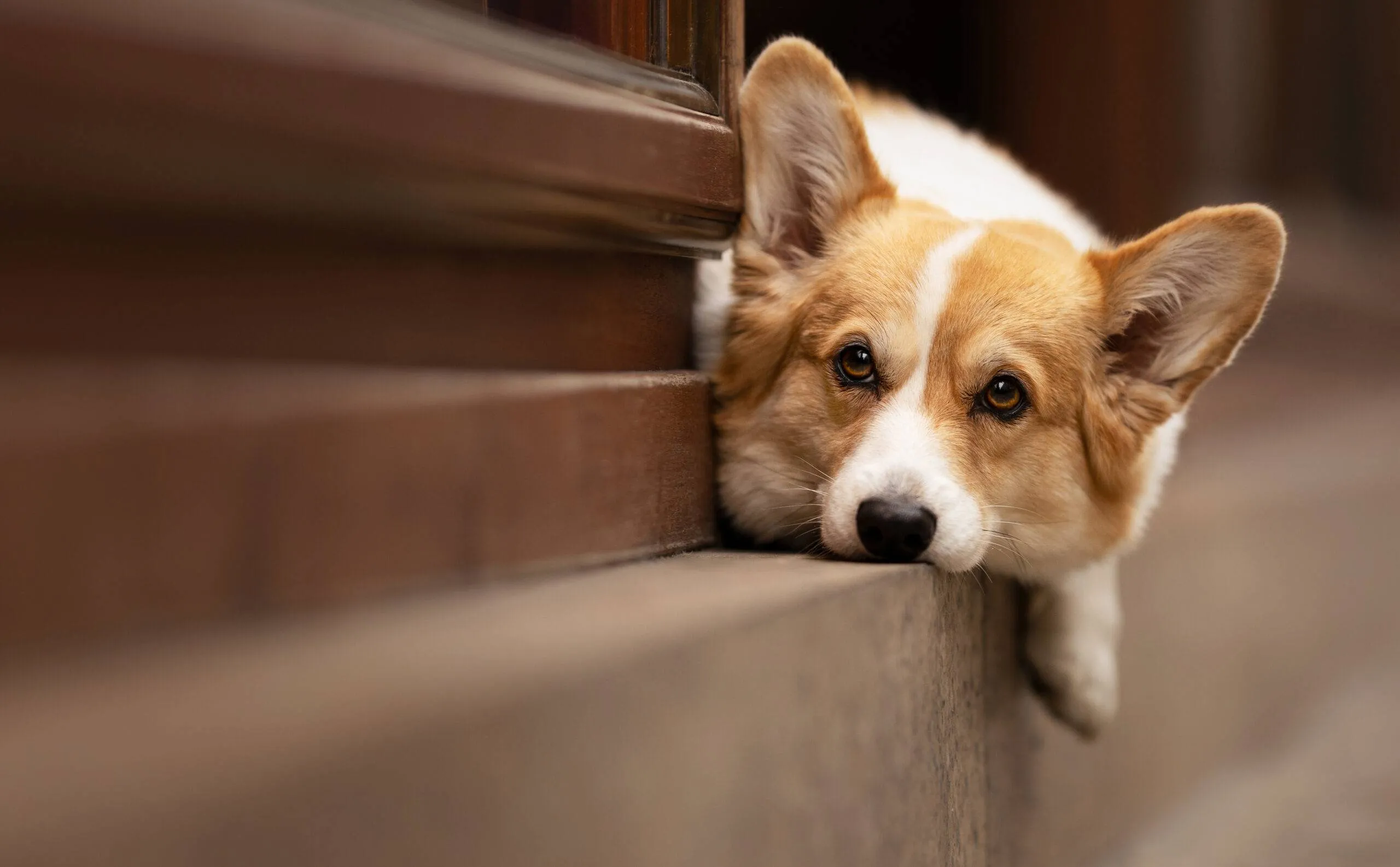Corgi liegt entspannt auf einer Stufe und schaut in die Kamera