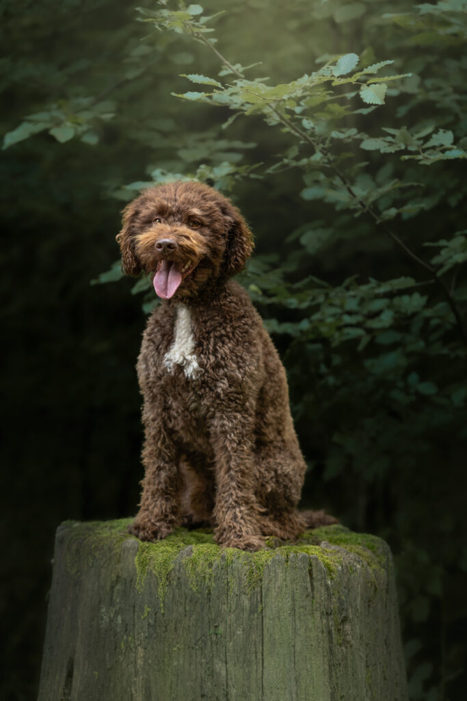 Ein brauner Lagotto sitzt auf einem Baumstamm mit grünem Gebüsch im Hintergrund