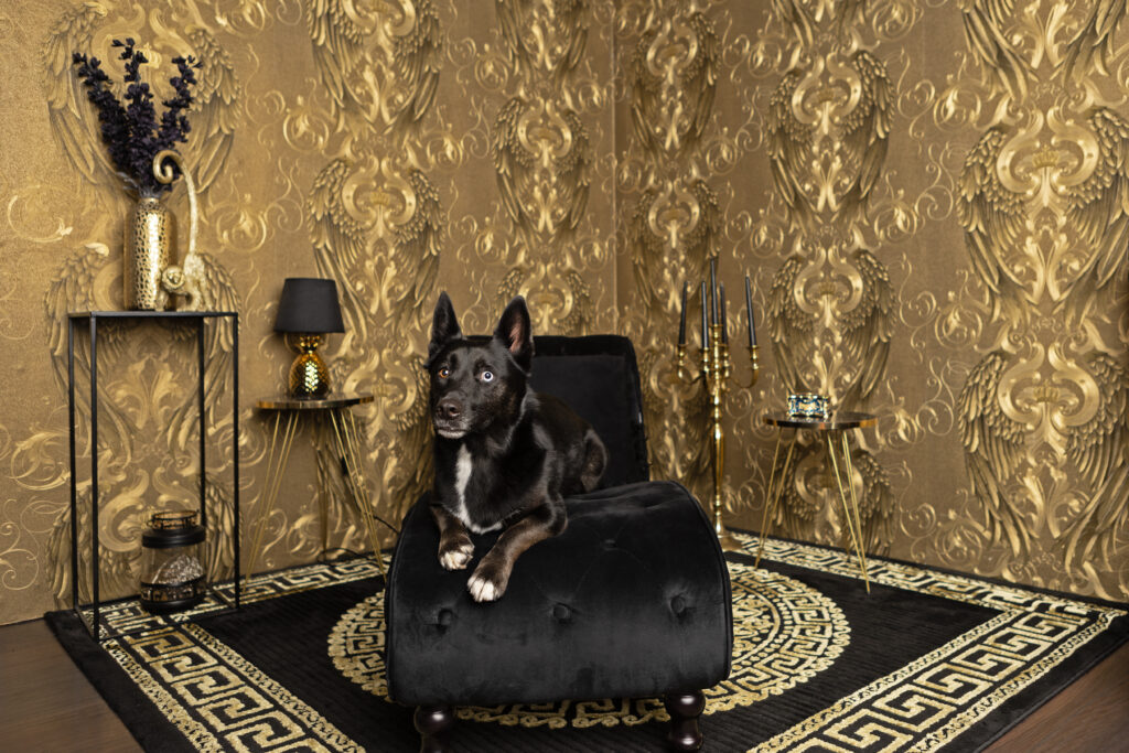 Schwarzer Hund sitzt auf einer schwarzen Couch vor goldenem Hintergrund im Fotostudio