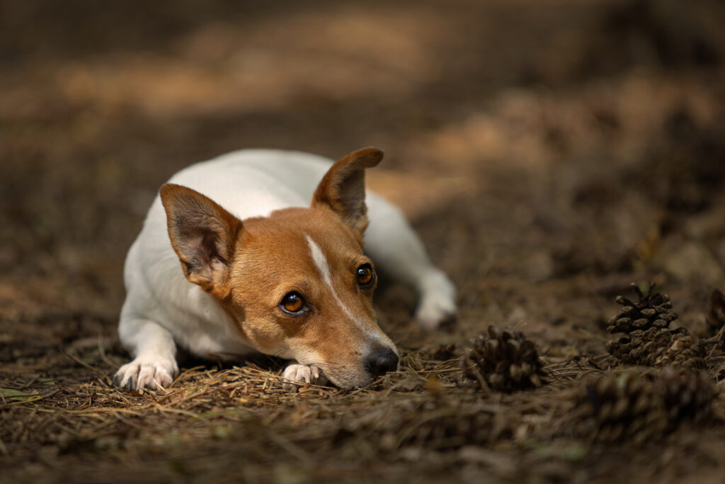 Foto eines Jack Russel Terriers der am braunen Waldboden liegt und die Kamera schaut