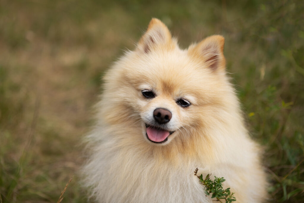 Hellbrauner Spitz mit leicht geneigtem Köpfchen und offenem Mund