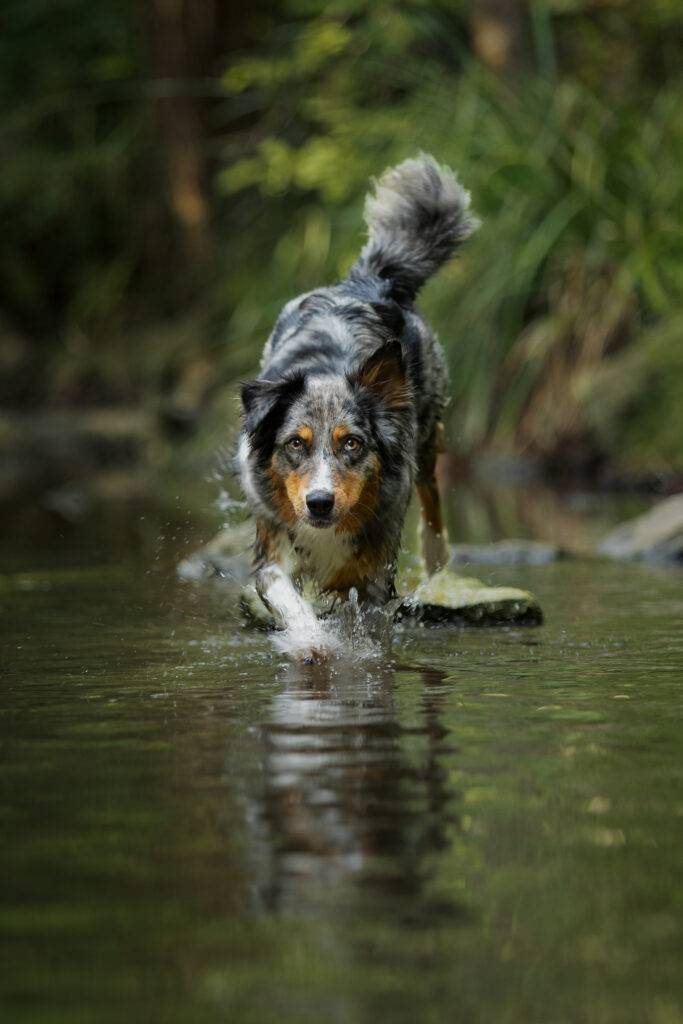 Australian Shepherd steigt gerade ins Wasser und schaut direkt in die Kamera