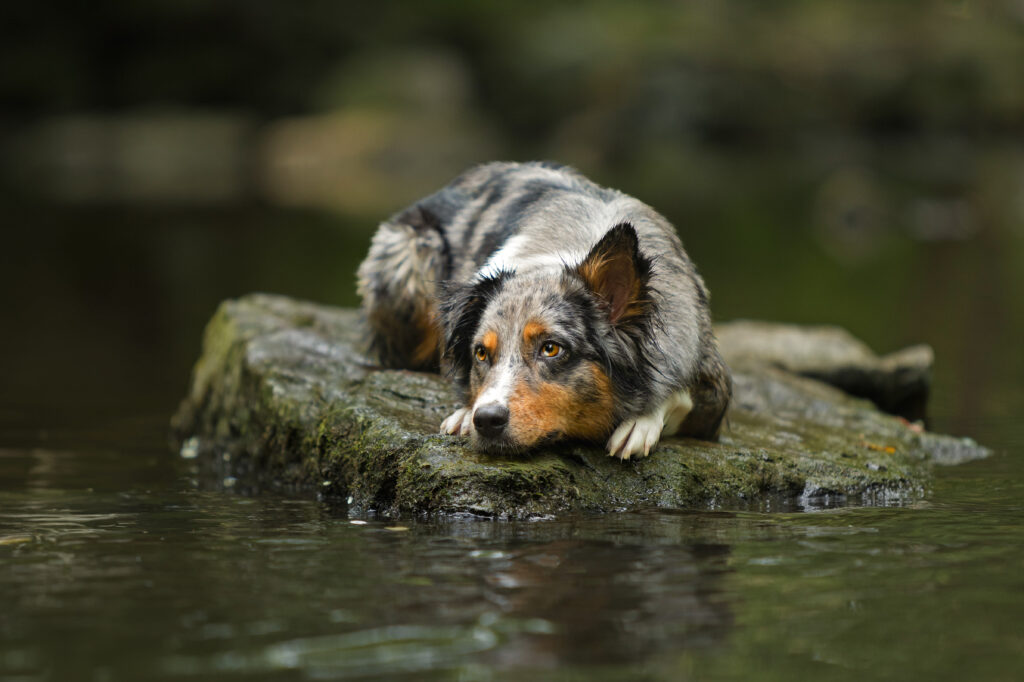 Hundefotografie im Wasser mit einem Australian Sheperd