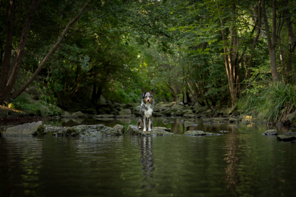 Australian Shepherd sitzt auf einem Stein mitten im Wasser mit grünen Bäumen auf der Seite und im Hintergrund