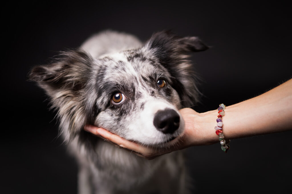 Border Collie im Fotostudio. Der Kopf ist auf der Hand abgelegt und die Augen blicken in die Kamera