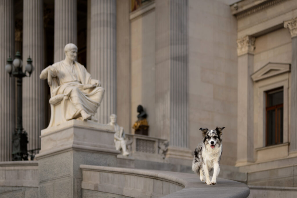 Border Collie spaziert gerade weg von der Statue beim Wiener Parlament