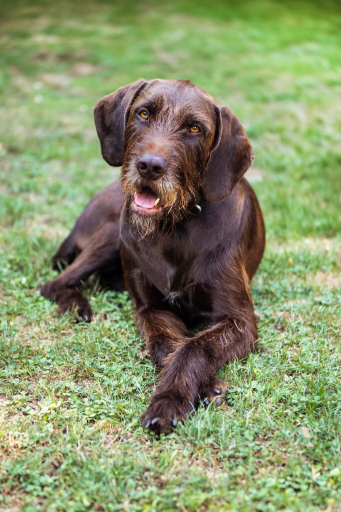 brauner Jagdhund sitzt auf der Wiese und schaut in die Kamera