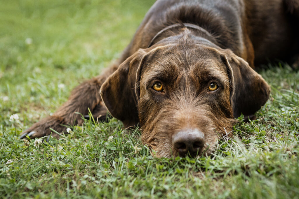 Ein Jagdhund mit strahlend gelben Augen liegt im Gras und schaut direkt in die Kamera