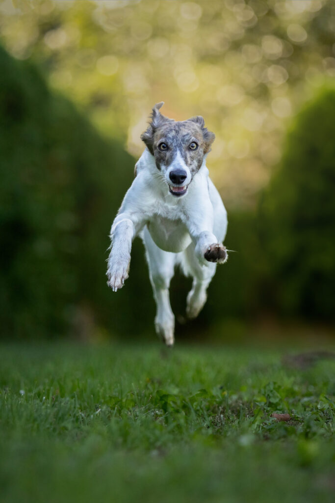 Junger Whippet läuft auf die Kamera zu und befindet sich gerade komplett in der Luft