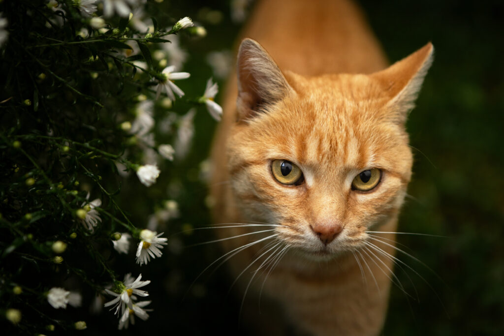 Nahaufname einer orangenfarbenen Katze die gerade bei kleinen Blumen vorbei geht