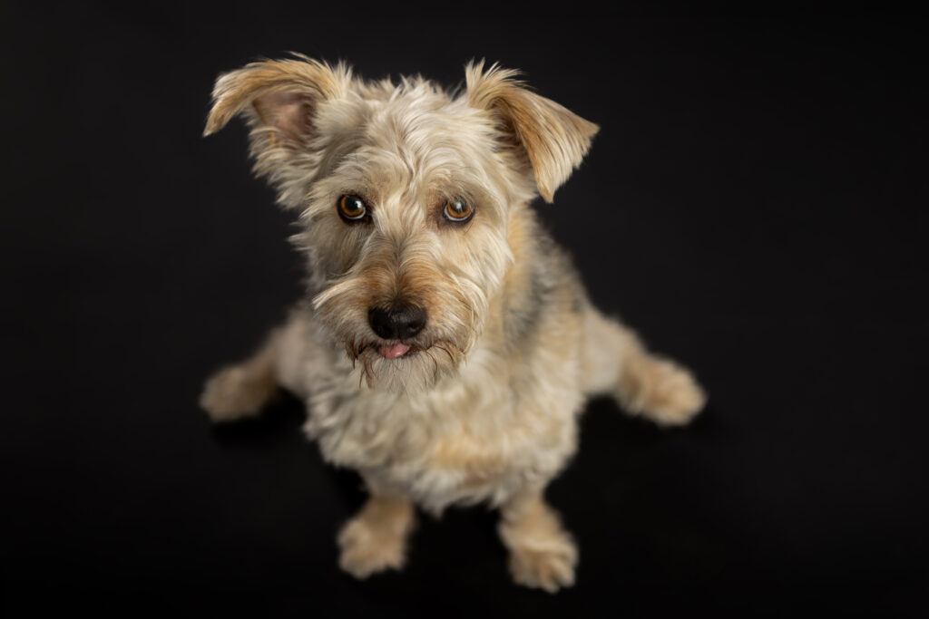 Kleiner hellbrauner Mischlingshund von oben fotografiert mit schwarzem Hintergrund