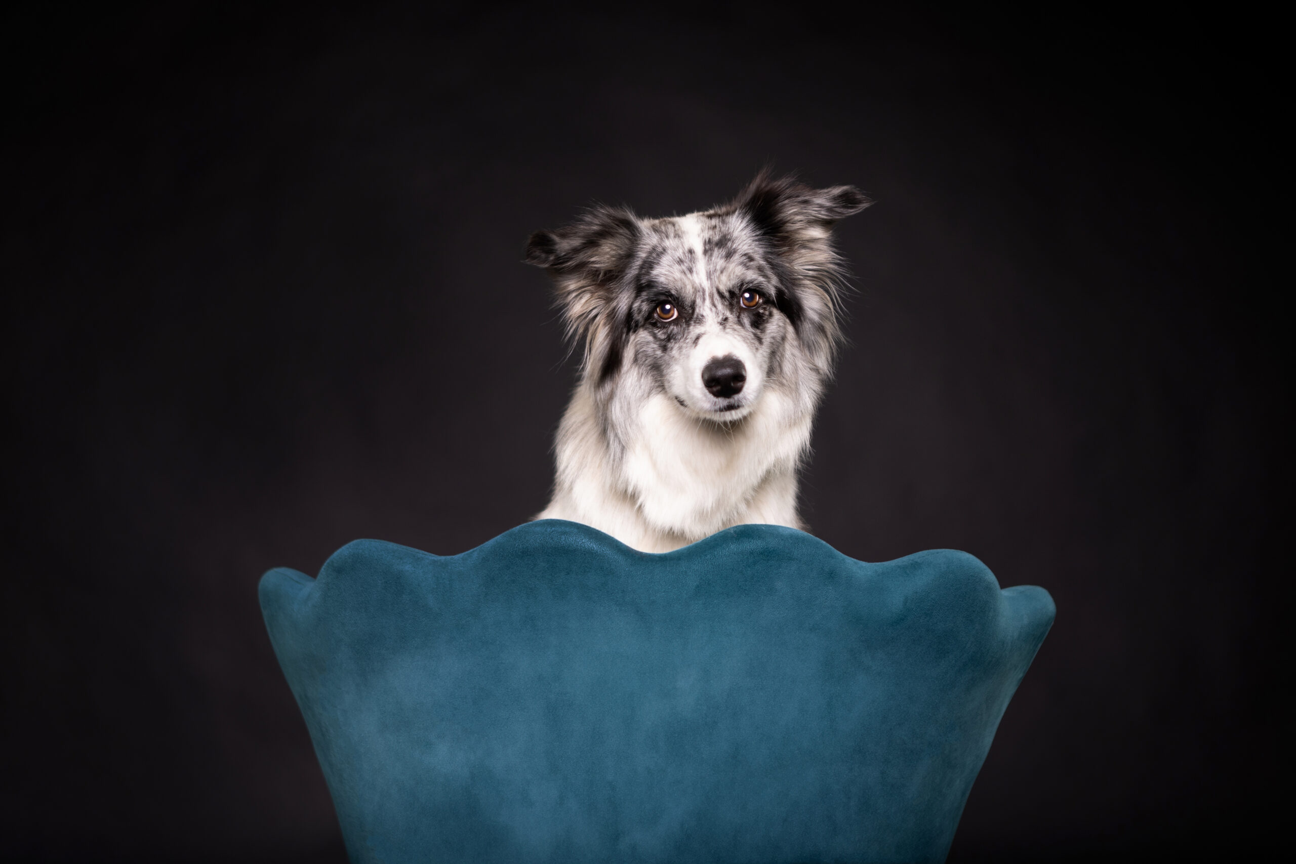 Hundeportrait eines Border Collies in einem blauen Stuhl vor schwarzem Hintergrund