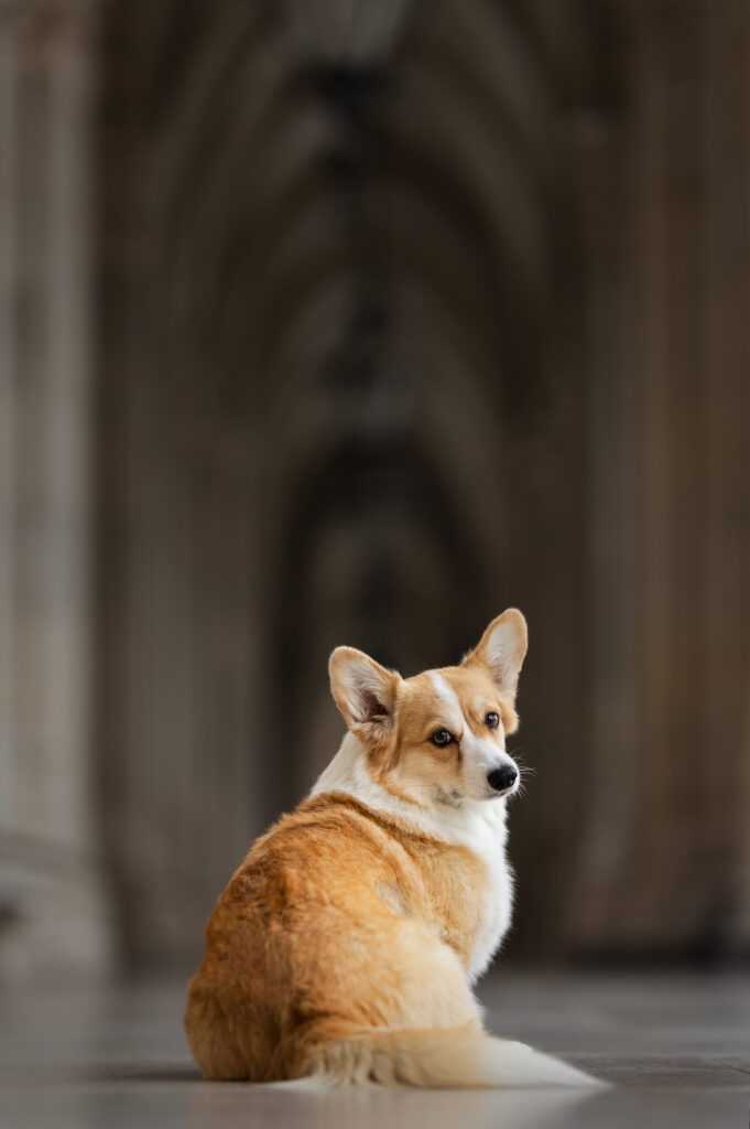 Corgi sitzt im Gang vom Wiener Rathaus und dreht sich um