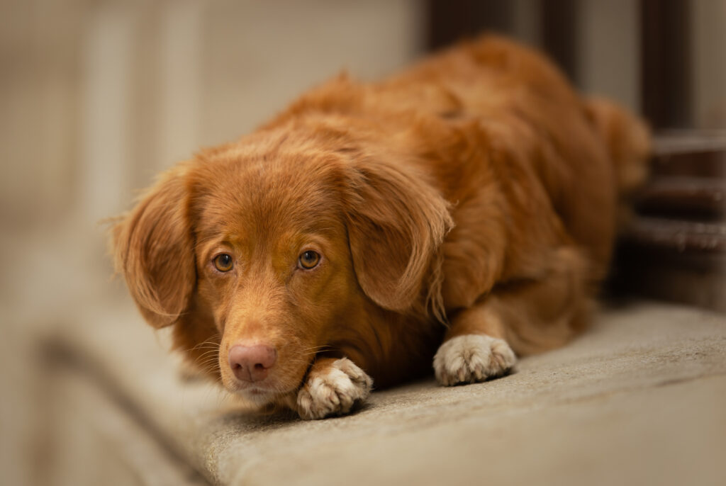 Nova Scotia Duck Tolling Retriever liegt auf beigen Beton und schaut leicht an der Kamera vorbei