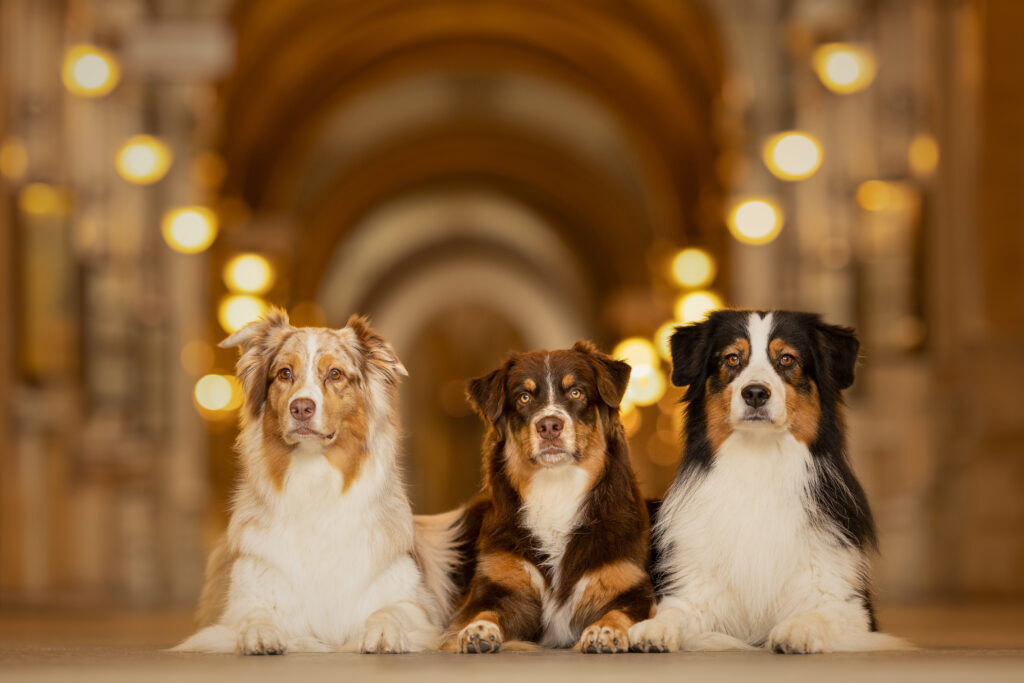 3 verschiedenfarbige Australian Sheperds liegen nebeineinander am Boden mit Blick in die Kamera