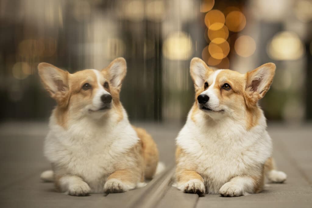 Ein Corgi liegt am Boden und sieht sich sein eigenes Spiegelbild an