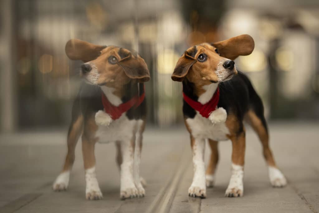 Junger Beagle-Welpe mit seiner eigenen Spiegelung zu Weihnachten