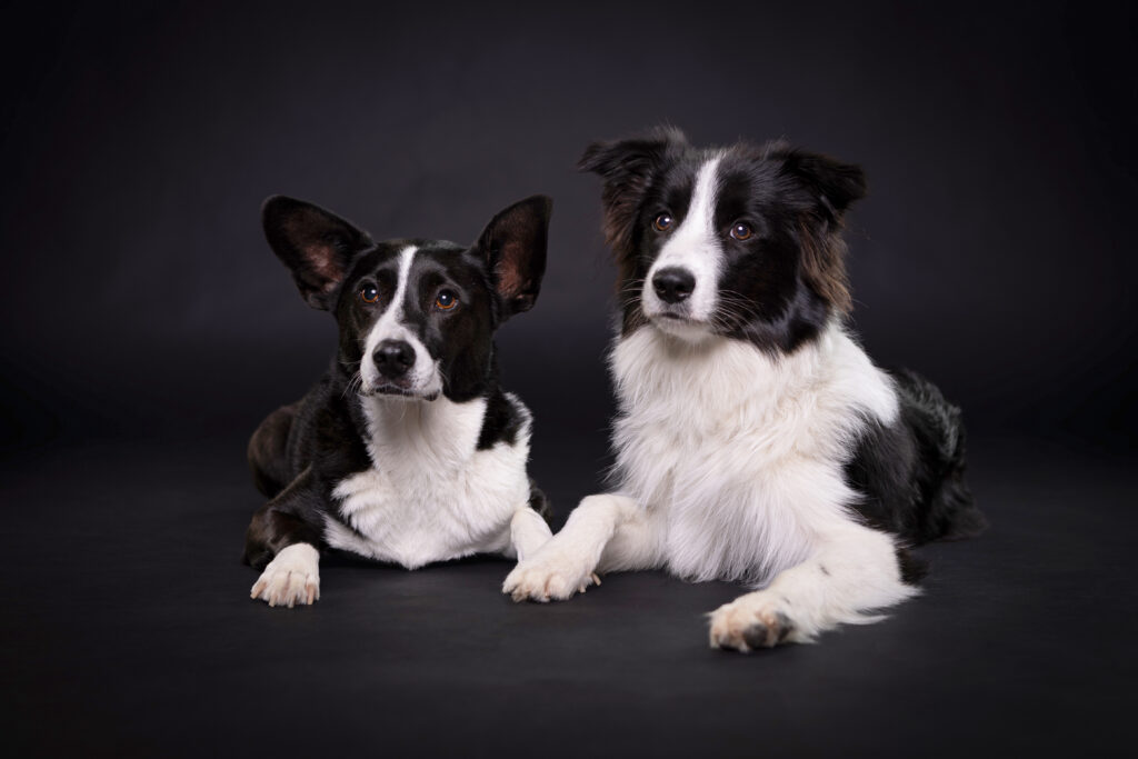 Zwei schwarz-weiße Hunde halten Pfote mit schwarzem Hintergrund