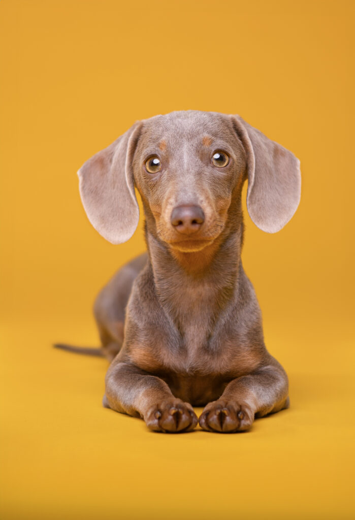 Hundeportrait eines grauen Mini-Dackels für gelbem Hintergrund