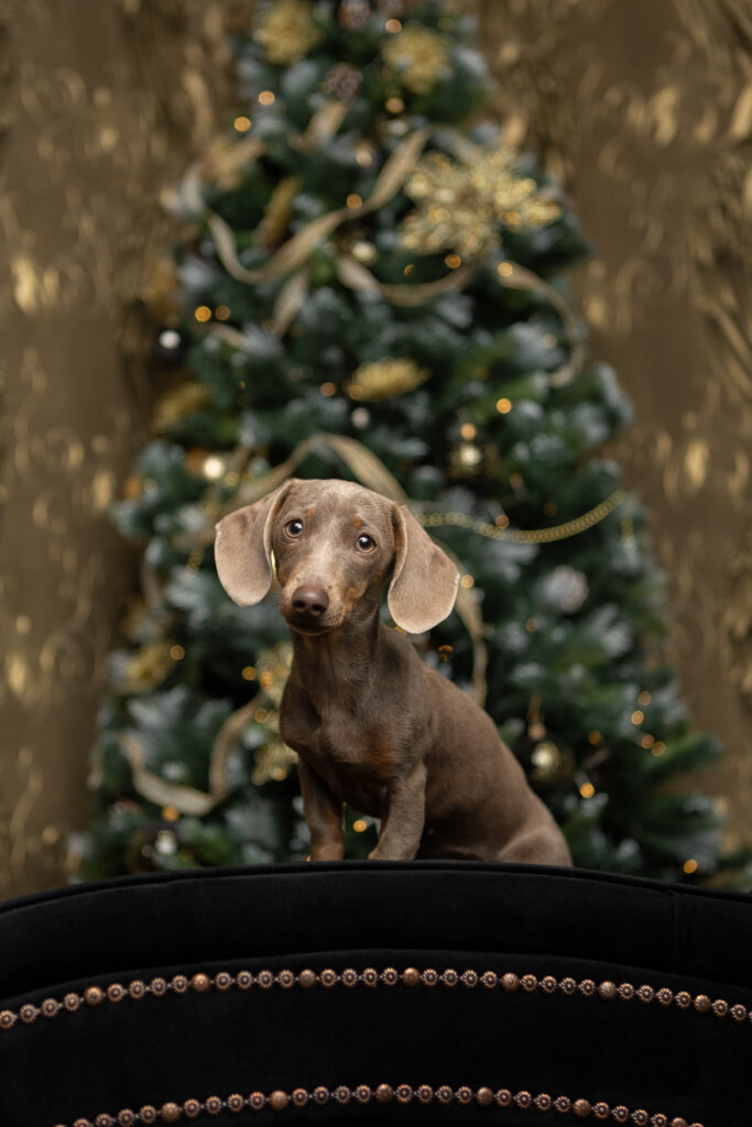 Weihnachts-Hundefotografie mit einem grauen Miniaturwelpen der vor dem Weihnachtsbaum sitzt